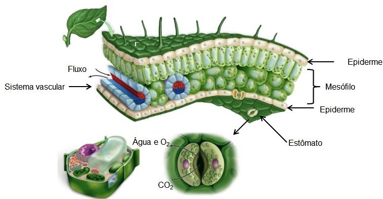 [49752] 2022-1 - Agronomia - MORFOLOGIA E ANATOMIA VEGETAL